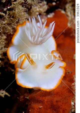 gill, gills, guard lodge 3961924