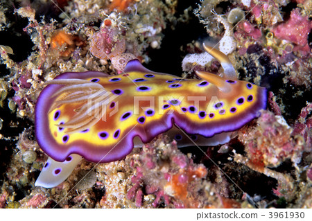 chromodoris kuniei, mollusk, gill 3961930