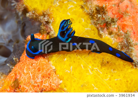 green liu gu sea slug, gill, gills 3961934