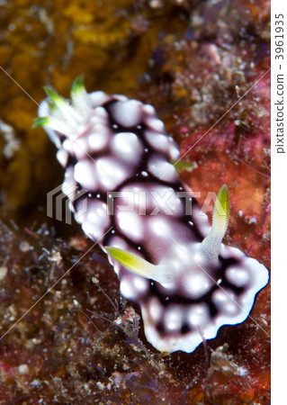 gill, gills, guard lodge 3961935