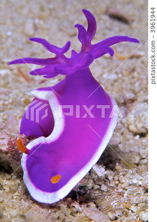 hypselodoris bullocki, gill, gills 3961944
