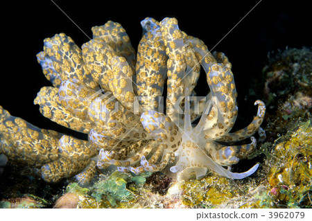 軟體動物 腮 海洋動物 3962079