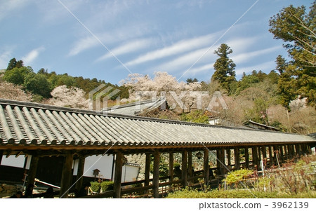 Hasegaji in spring 3962139