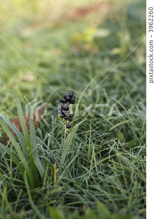 Grass seed 3962260