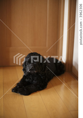 狗狗 狗狗 3962306