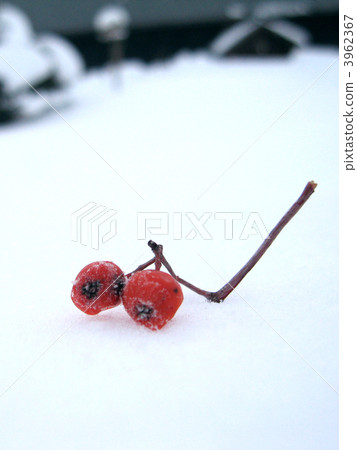 鳥的丟失物品（垂直） 3962367