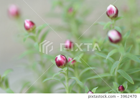 floral hairpin, flower featured hair pin, Helichrysum 3962470