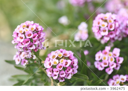 香雪球 冬日之花 丁香花 3962475