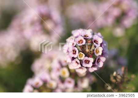 香雪球 冬日之花 丁香花 3962505