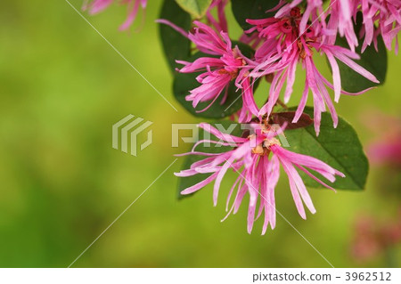 Safflower Tokiwamansaku Safflower Tokiwamansaku 3962512