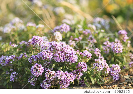 香雪球 冬日之花 丁香花 3962535