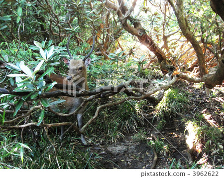 屋久島鹿 屋久島梅花鹿 一 3962622