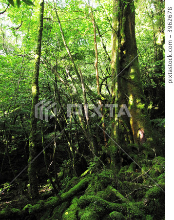 virgin forest, primeval forest, shiratani unsuikyo 3962678