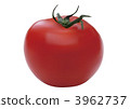 Real illustration "Tomato" 3962737