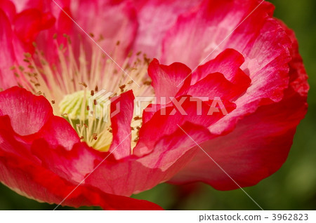 Poppy petals Poppy petals 3962823