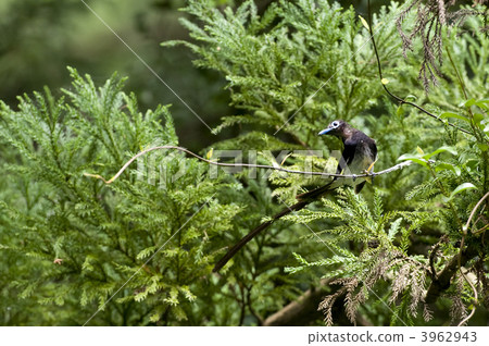 長尾小鸚鵡 3962943