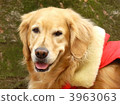 golden retriever, dog, dogs 3963063