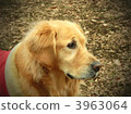 dog, dogs, animal 3963064