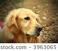 golden retriever, pet, pets 3963065
