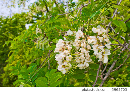 Acacia 3963703