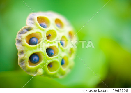 Lotus seed 3963708