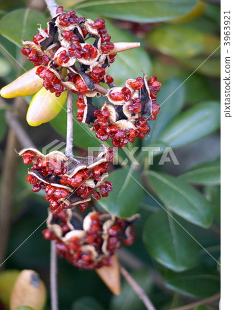 Tibera種子 3963921