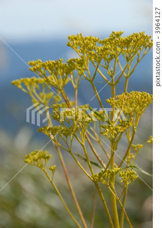 patrinia, patrinia scabiosifolium, patrinium 3964127