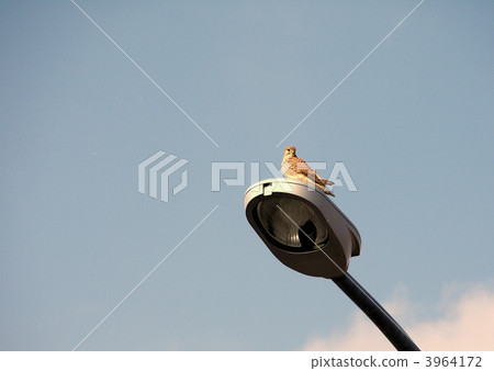 A butterfly bow on a streetlight A butterfly bow on a streetlight 3964172