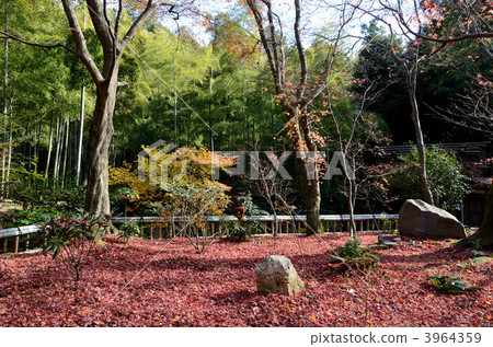 Naoyuan，落葉的花園 3964359