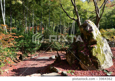 Naoyuan，巨石和落葉 3964362