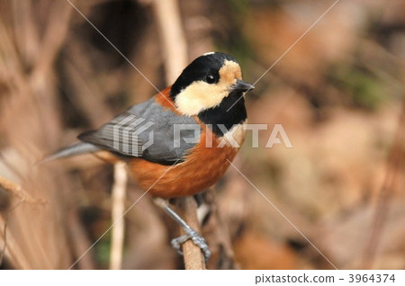 Pretty Yamagara 3964374