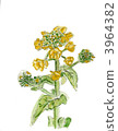 Rape blossoms 3964382