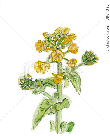 Rape blossoms 3964382