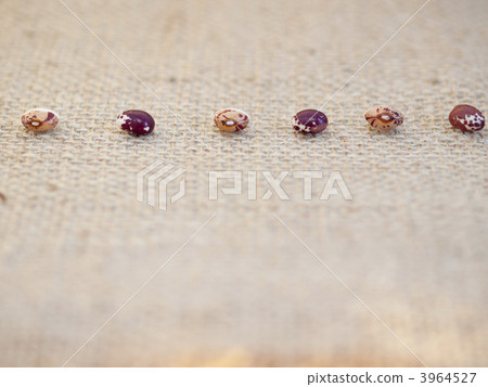 A row of tiger beans and red diaphragm 3964527
