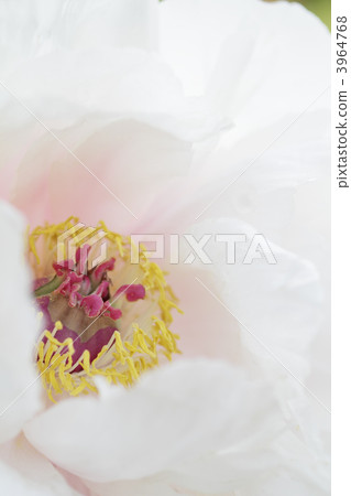 美麗的白色牡丹 -  1 3964768