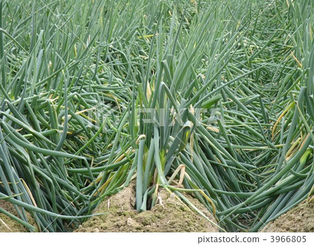 Harvest period of Ginan Town Tokuda neel 01 3966805