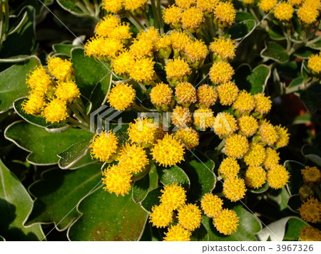 chrysanthemum pacificum, perennials, Daisy Family 3967326