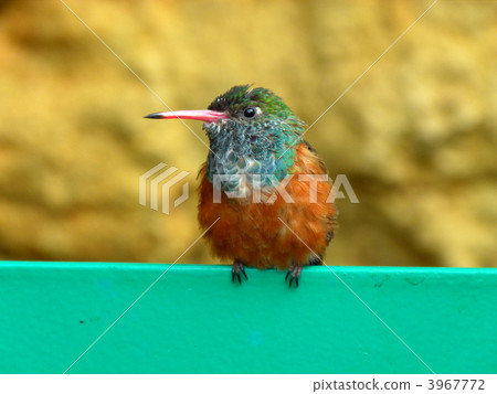 Hummingbird rest Hummingbird rest 3967772