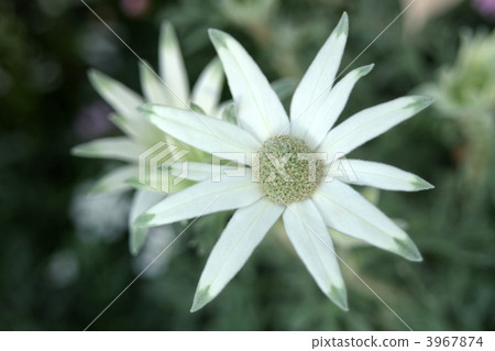 法蘭絨花 3967874