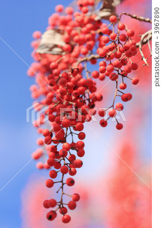 The red fruit of Yellowtail in the vertical position The red fruit of Yellowtail in the vertical position 3967890