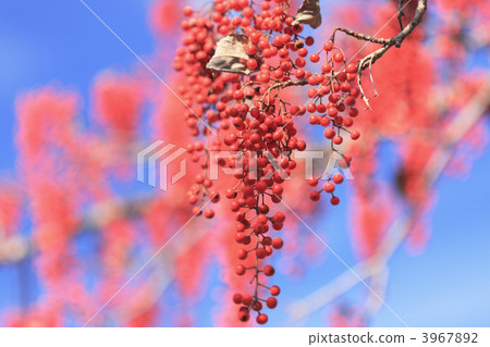 Red fruit of the yellowfin Red fruit of the yellowfin 3967892