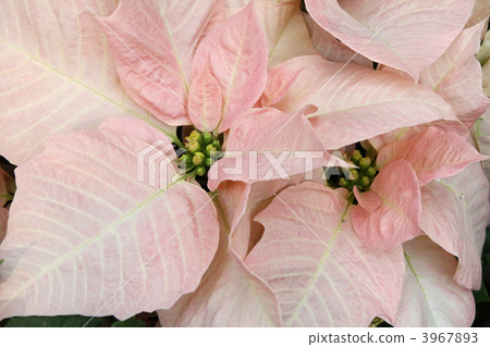 Poinsettia Poinsettia 3967893