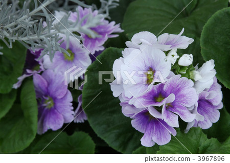 Primula · Obconica and Eremophila Nivea Primula · Obconica and Eremophila Nivea 3967896