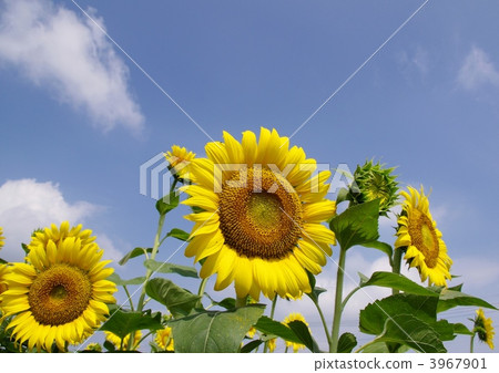sunflower sunflower 3967901