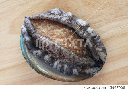 A live abalone seen from above 3967908