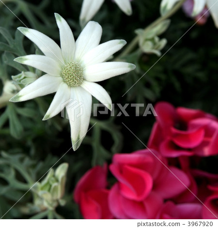 法蘭絨花和仙客來 3967920