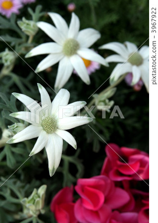 法蘭絨花和仙客來 3967922