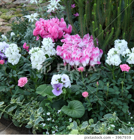 flower bed  3967939
