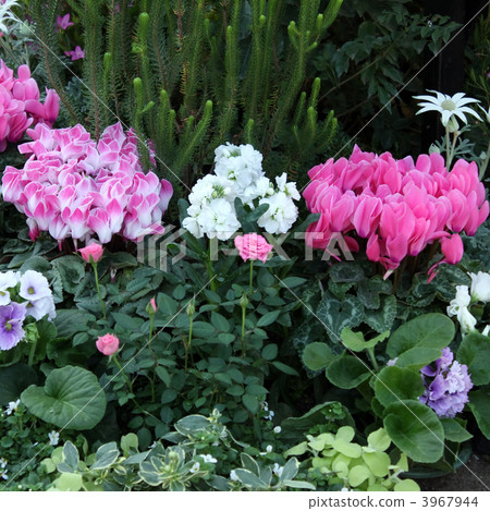 flower bed  3967944