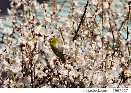 White plum and mezzo (Yushima Tenjin) 3967957